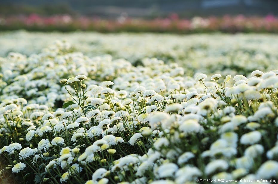 1379020508 2271657699 秋季限定.銅鑼杭菊【鳥先生】