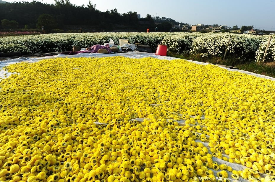 1379020516 1424302691 秋季限定.銅鑼杭菊【鳥先生】