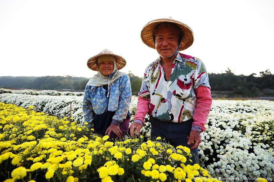 1379020526 2057780400 秋季限定.銅鑼杭菊【鳥先生】