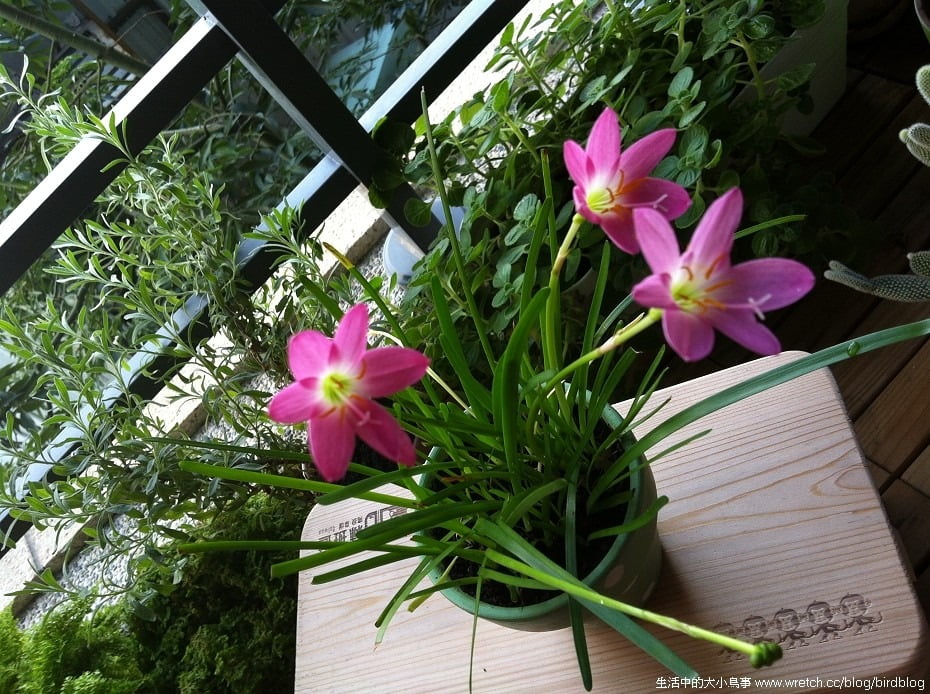 1379020667 441032939 勤美術館+午後花園的園丁【鳥夫人】