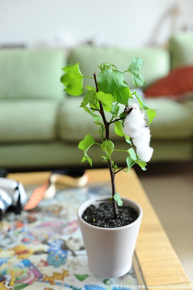 1379020687 218899154 勤美術館+午後花園的園丁【鳥夫人】