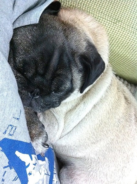 1379018113 1990522400 你''世界末日''了嗎?【鳥夫人】