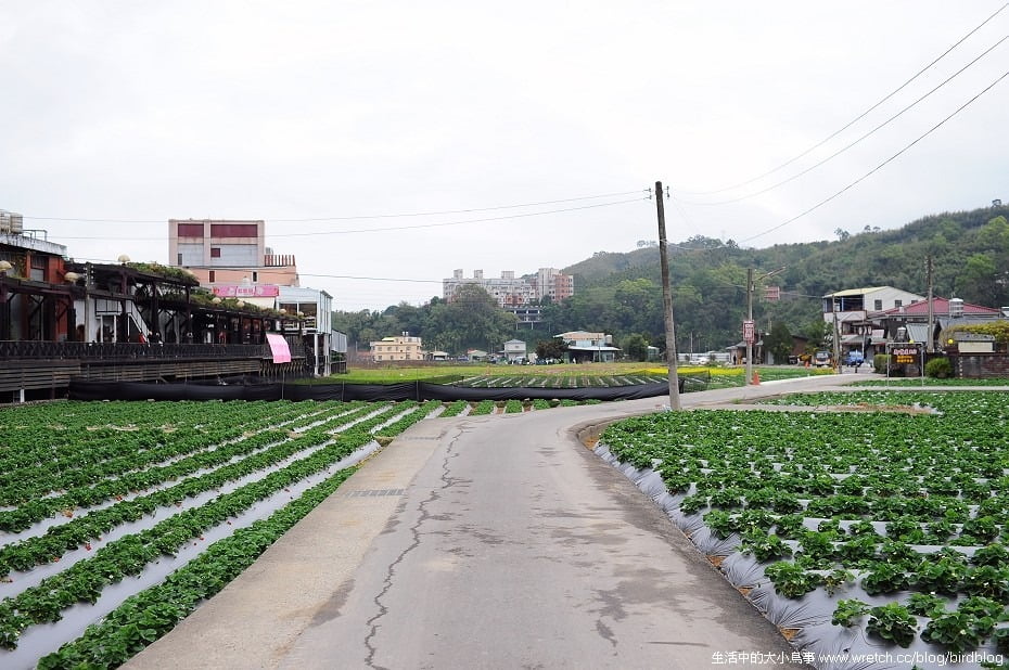 1378990710 2268936730 大湖採草莓 & 後龍、好望角一日遊。自製草莓料理【鳥夫人】