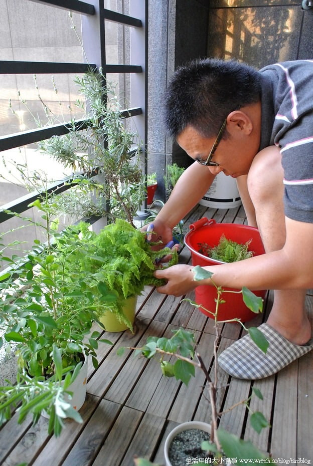1378973005 1556865536 鳥陽台。生命力旺盛的植物園&巧克力碎片冰淇淋盆栽【鳥夫人】
