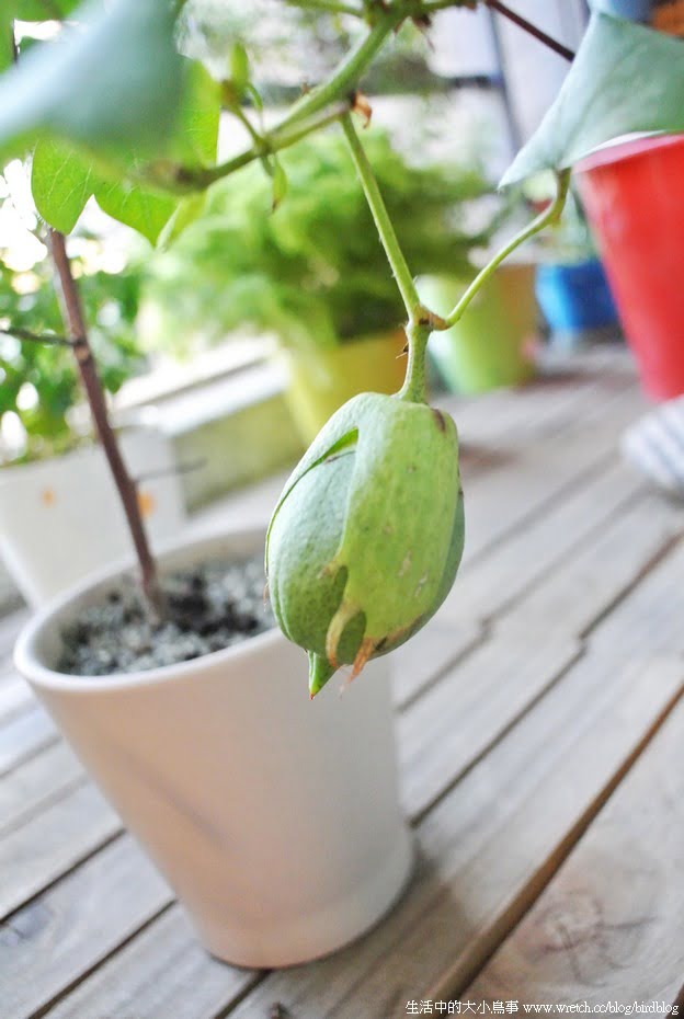 1378973039 3261967862 鳥陽台。生命力旺盛的植物園&巧克力碎片冰淇淋盆栽【鳥夫人】