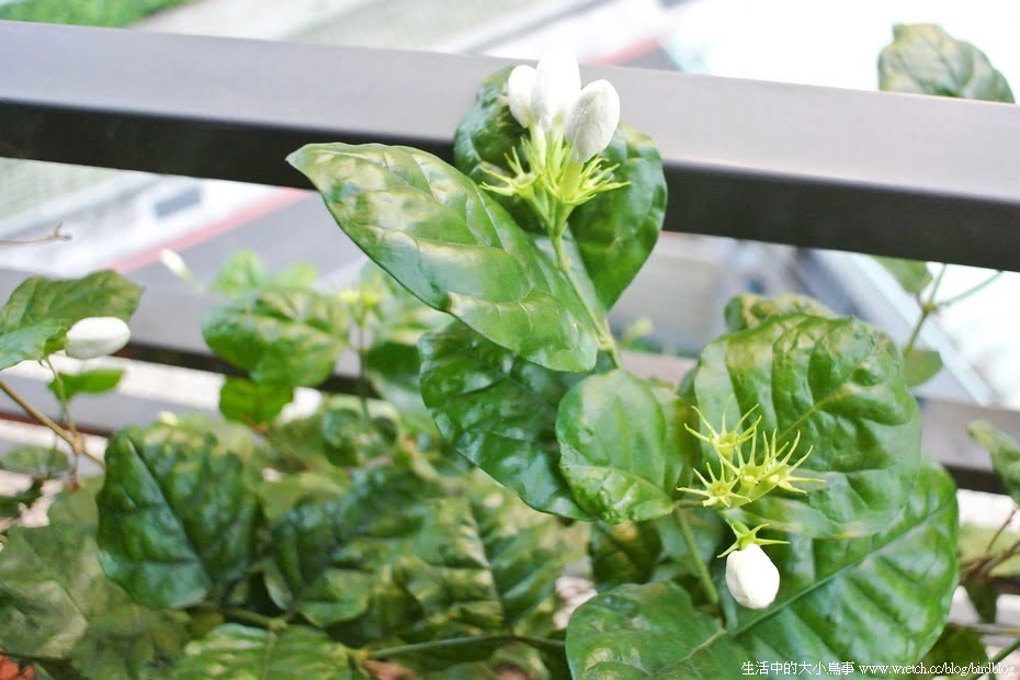 1378973062 604237159 鳥陽台。生命力旺盛的植物園&巧克力碎片冰淇淋盆栽【鳥夫人】