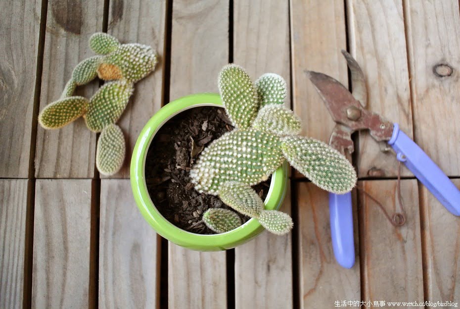 1378973124 2077704312 鳥陽台。生命力旺盛的植物園&巧克力碎片冰淇淋盆栽【鳥夫人】
