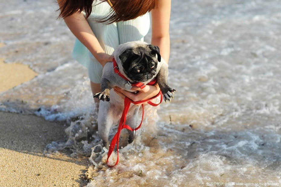 1378971602 385546176 想念的墾丁海邊。我們帶著小花又來了!【鳥夫人】