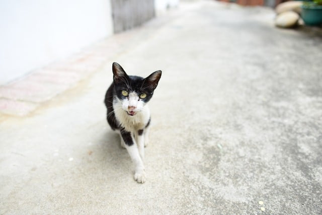 9380665583 d6b3659e32 o Nikon D800E開箱!!含左側對焦點及SB-910移焦測試【鳥先生】