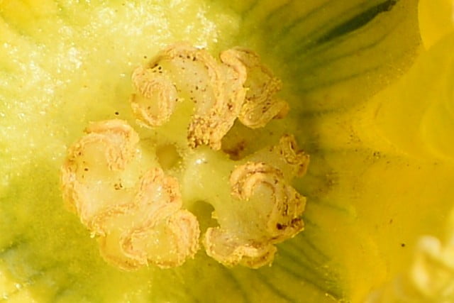 9380665643 36db511ceb o Nikon D800E開箱!!含左側對焦點及SB-910移焦測試【鳥先生】