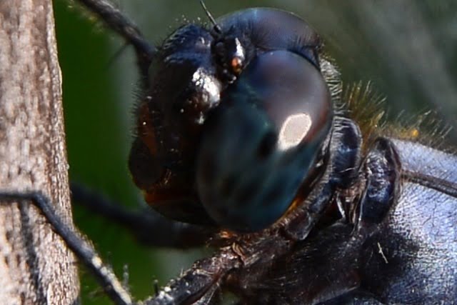 9380665901 24d69264fa o Nikon D800E開箱!!含左側對焦點及SB-910移焦測試【鳥先生】