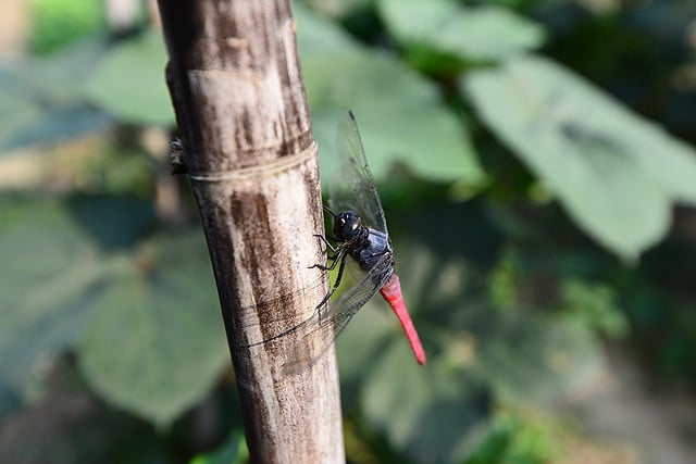 9380665965 f58ddbdd77 o Nikon D800E開箱!!含左側對焦點及SB-910移焦測試【鳥先生】