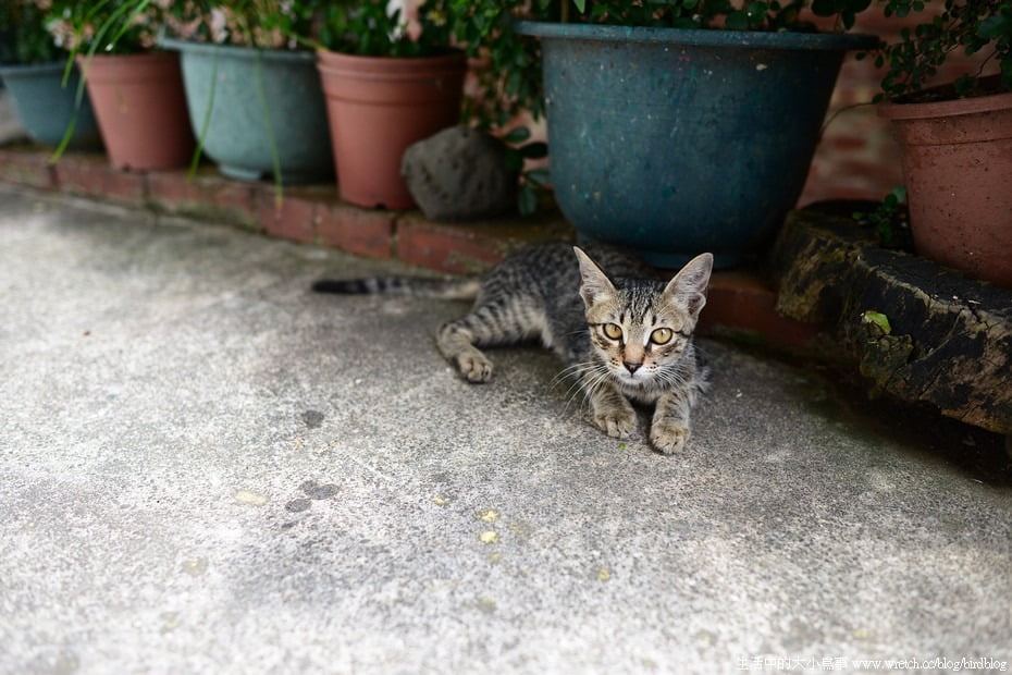 9380685401 62a76f6265 o Nikon D800E開箱!!含左側對焦點及SB-910移焦測試【鳥先生】