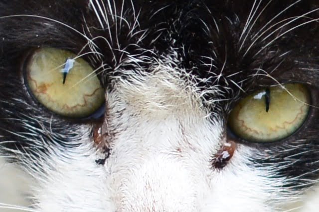 9380700117 52c7be4c03 o Nikon D800E開箱!!含左側對焦點及SB-910移焦測試【鳥先生】