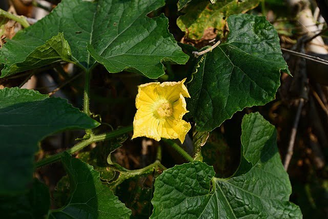 9383448642 ff07d9f80e o Nikon D800E開箱!!含左側對焦點及SB-910移焦測試【鳥先生】