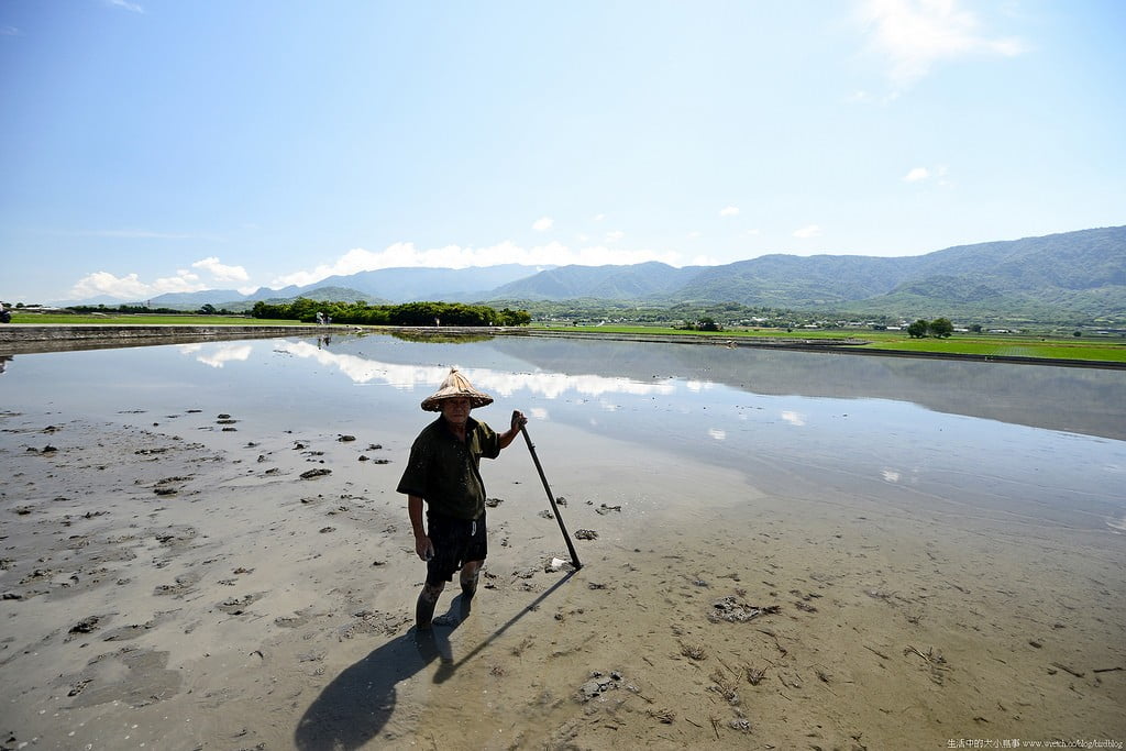 9503299590 3cf30de2b8 b 東部爆肝三日遊.花東芭樂景點瘋狂拍【鳥先生】