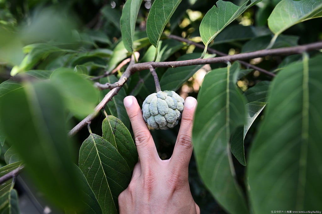 9503303768 7de5403c29 b 東部爆肝三日遊.花東芭樂景點瘋狂拍【鳥先生】
