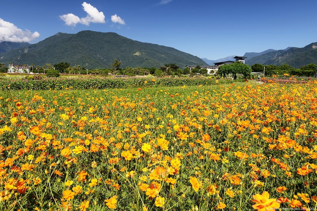 9503305122 ae0d5a8d4b b 東部爆肝三日遊.花東芭樂景點瘋狂拍【鳥先生】