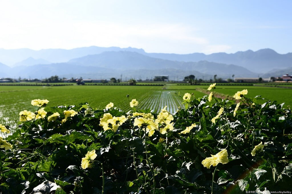 9503310222 68455e5a88 b 東部爆肝三日遊.花東芭樂景點瘋狂拍【鳥先生】