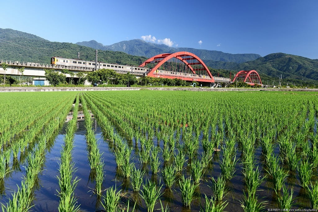 9503310762 03ca8a1270 b 東部爆肝三日遊.花東芭樂景點瘋狂拍【鳥先生】
