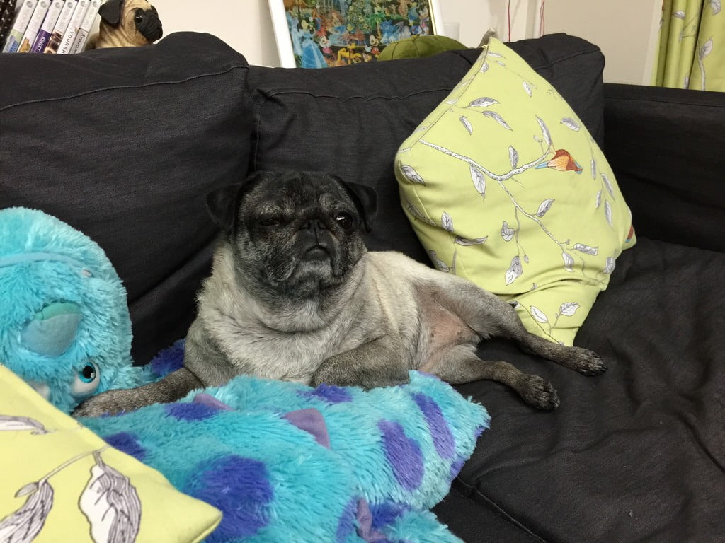 16597130268 9403a7c3db b 美食快遞到家。超級方便的空腹熊貓foodpanda-APP訂餐好簡單【鳥夫人】