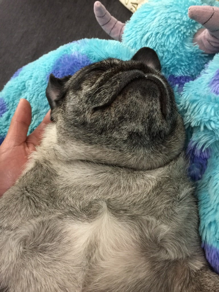 16783558631 36a677abfb b 美食快遞到家。超級方便的空腹熊貓foodpanda-APP訂餐好簡單【鳥夫人】