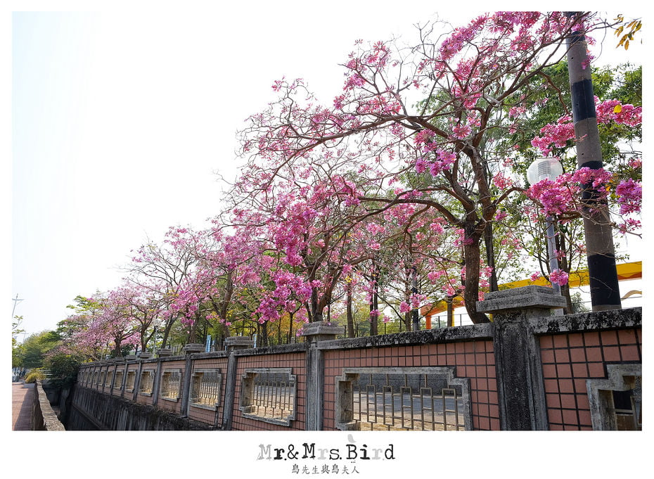 2017 03 03 190935 【都市賞花】嘉義.高鐵大道洋紅風鈴木