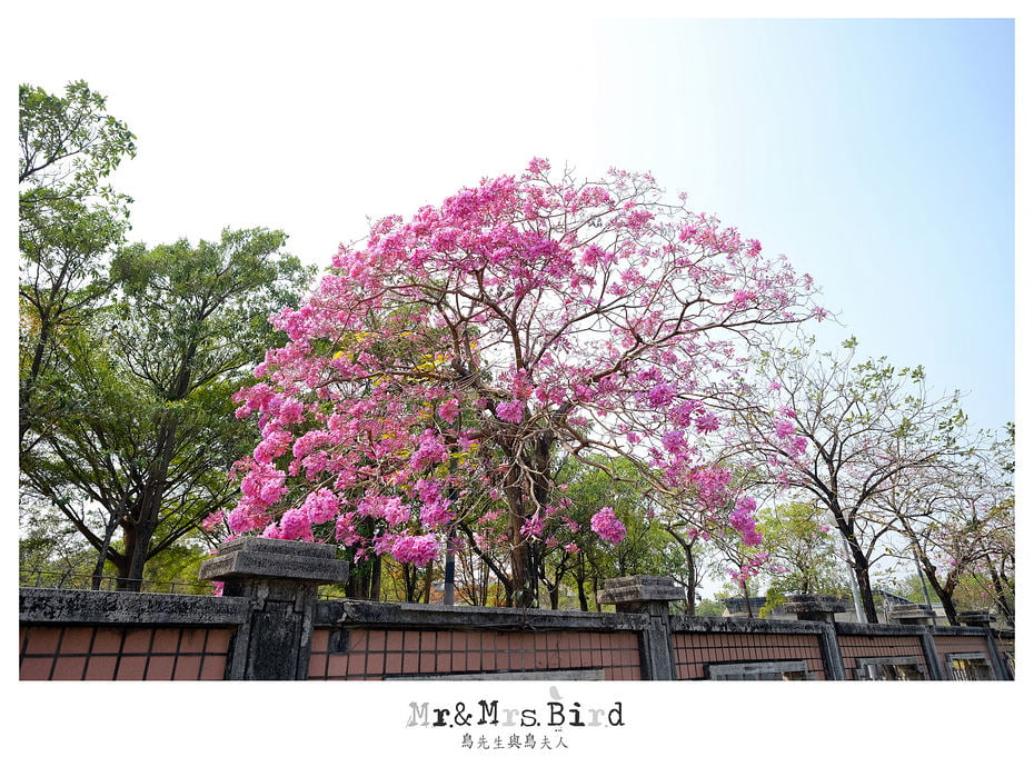 2017 03 03 190939 【都市賞花】嘉義.高鐵大道洋紅風鈴木