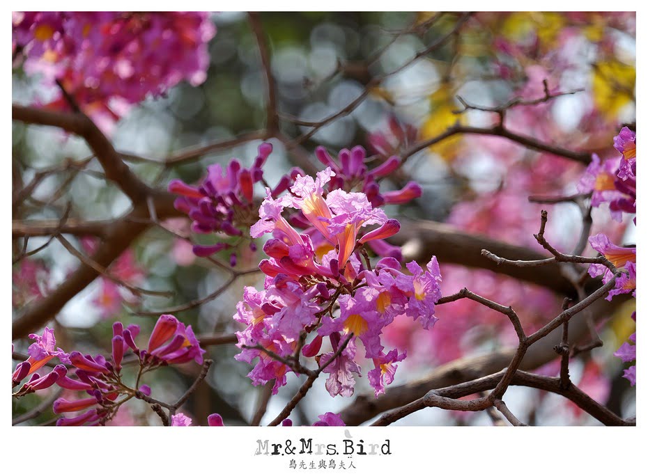 2017 03 03 190946 【都市賞花】嘉義.高鐵大道洋紅風鈴木