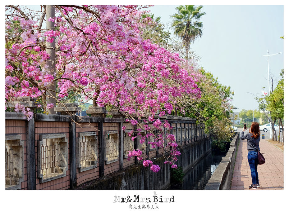 2017 03 03 191034 【都市賞花】嘉義.高鐵大道洋紅風鈴木