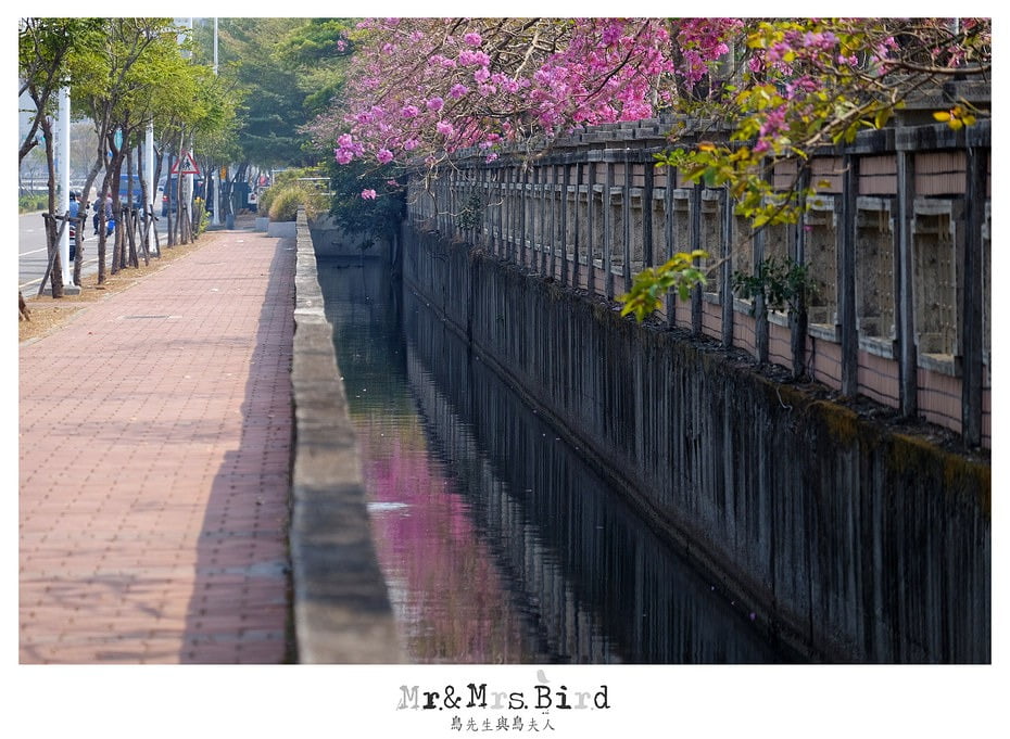 2017 03 03 191055 【都市賞花】嘉義.高鐵大道洋紅風鈴木