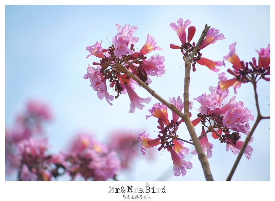 2017 03 05 120446 【都市賞花】南投.貓羅溪自行車道洋紅風鈴木