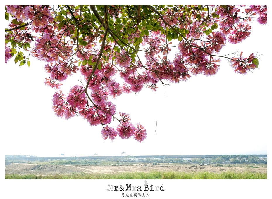 2017 03 05 120455 【都市賞花】南投.貓羅溪自行車道洋紅風鈴木