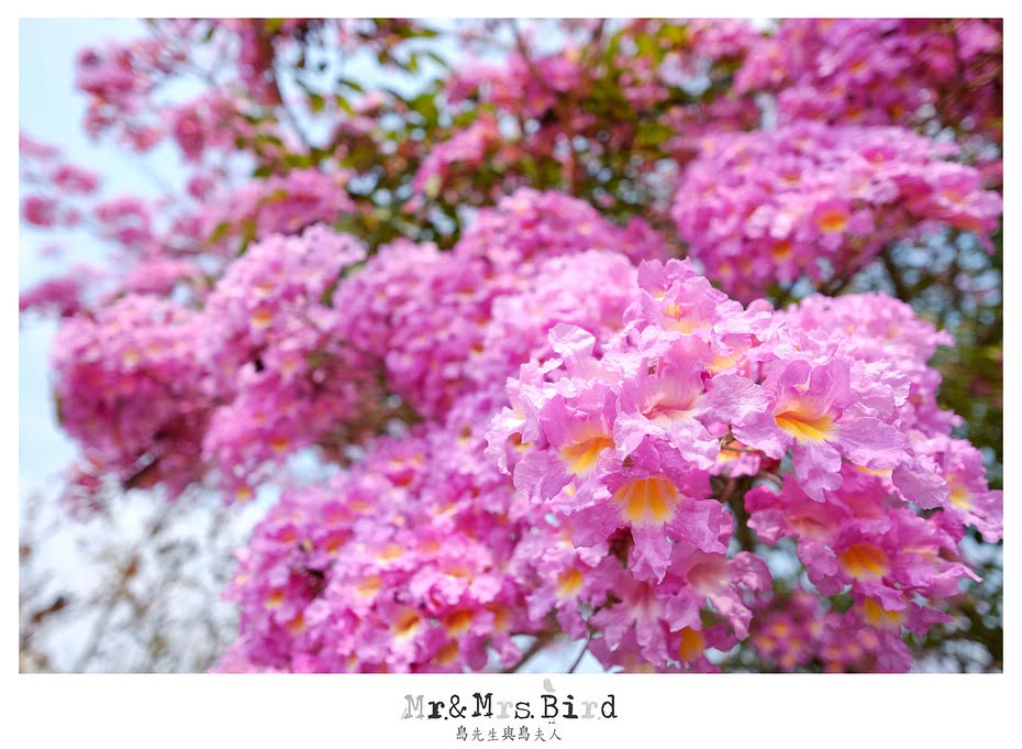 2017 03 05 120458 【都市賞花】南投.貓羅溪自行車道洋紅風鈴木