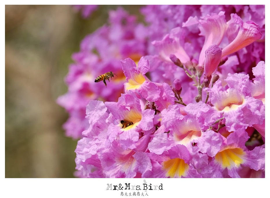 2017 03 05 120515 【都市賞花】南投.貓羅溪自行車道洋紅風鈴木