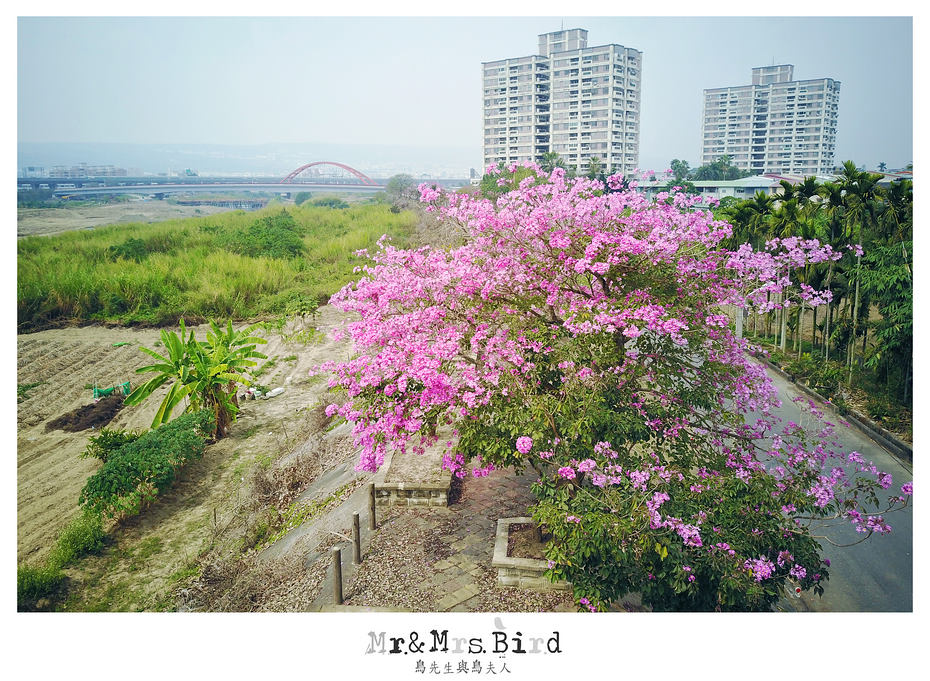2017 03 05 120525 【都市賞花】南投.貓羅溪自行車道洋紅風鈴木