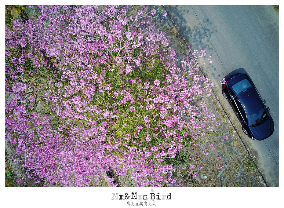 2017 03 05 120528 【都市賞花】南投.貓羅溪自行車道洋紅風鈴木