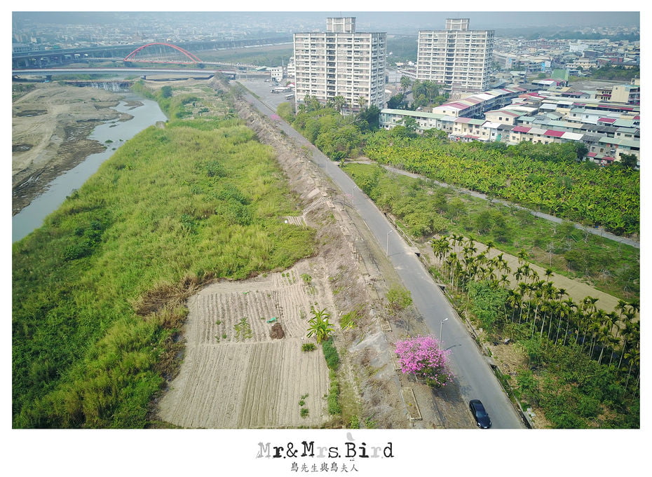 2017 03 05 120531 【都市賞花】南投.貓羅溪自行車道洋紅風鈴木