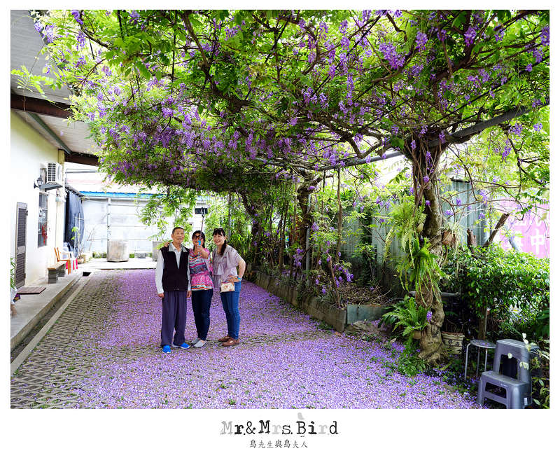 2017 04 19 164432 【都市賞花】台中新社.夢幻紫藤花地毯