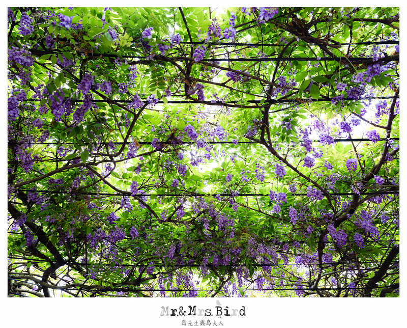 2017 04 19 164434 【都市賞花】台中新社.夢幻紫藤花地毯