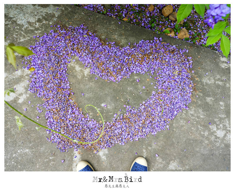 2017 04 19 164437 【都市賞花】台中新社.夢幻紫藤花地毯