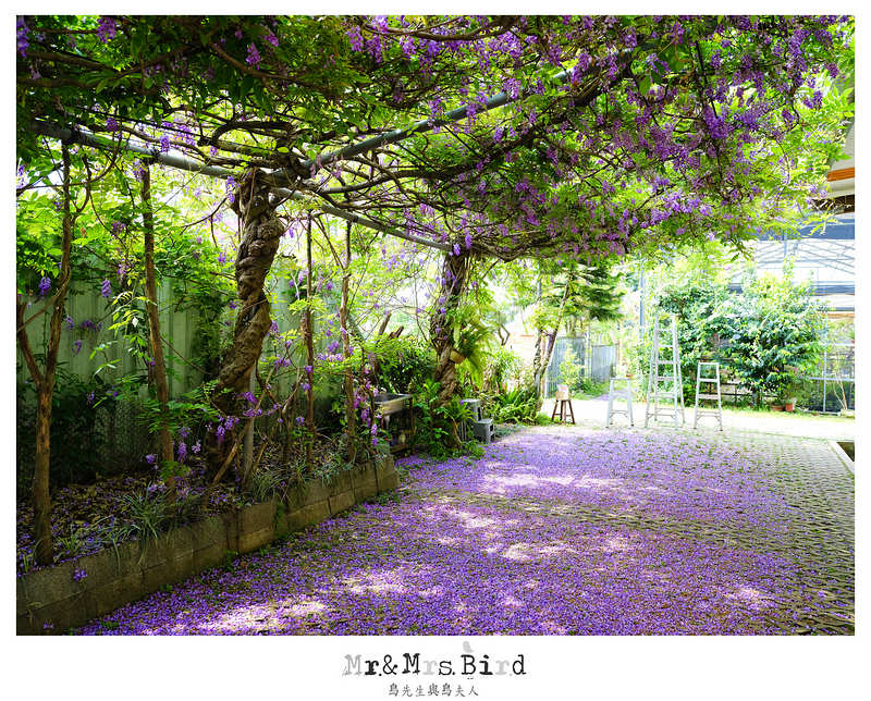 2017 04 19 164444 【都市賞花】台中新社.夢幻紫藤花地毯