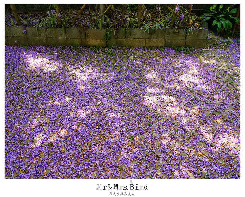 2017 04 19 164447 【都市賞花】台中新社.夢幻紫藤花地毯