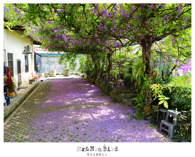 2017 04 19 164452 【都市賞花】台中新社.夢幻紫藤花地毯