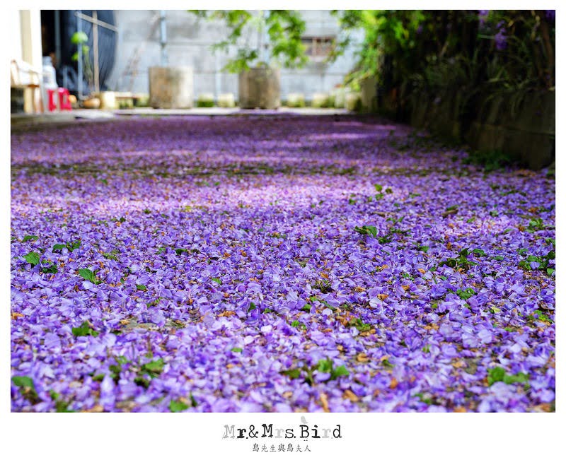 2017 04 19 164455 【都市賞花】台中新社.夢幻紫藤花地毯