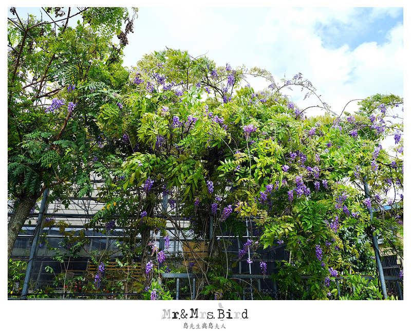2017 04 19 164502 【都市賞花】台中新社.夢幻紫藤花地毯