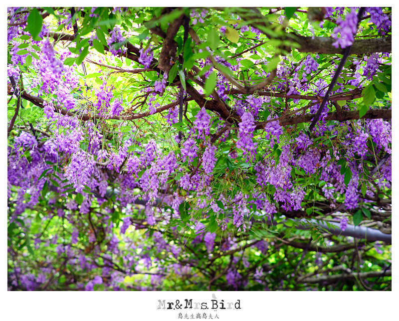 2017 04 19 164514 【都市賞花】台中新社.夢幻紫藤花地毯