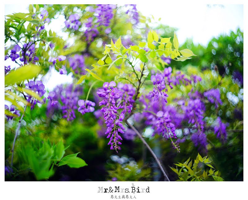 2017 04 19 164524 【都市賞花】台中新社.夢幻紫藤花地毯