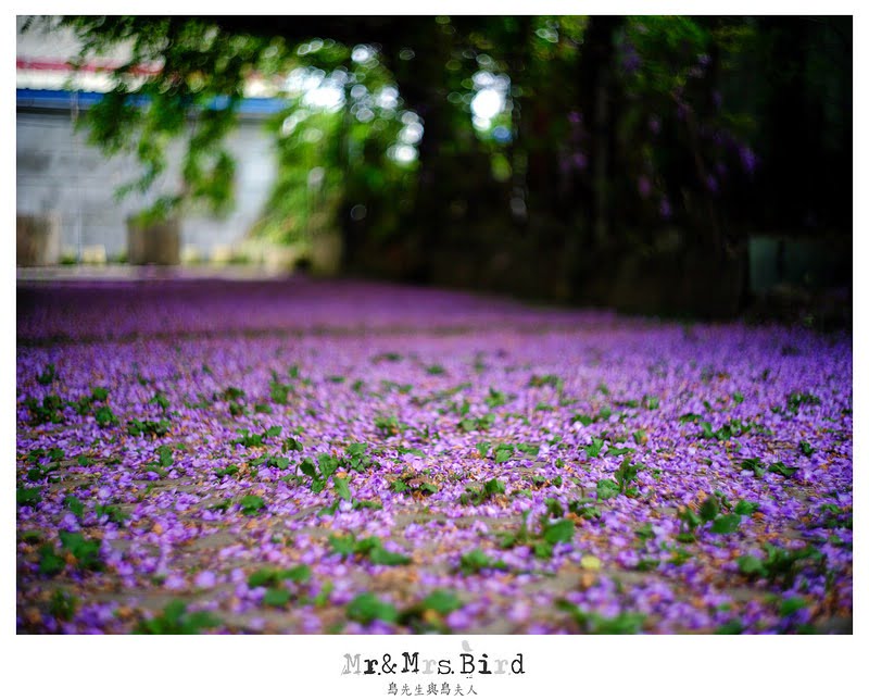 2017 04 19 164527 【都市賞花】台中新社.夢幻紫藤花地毯