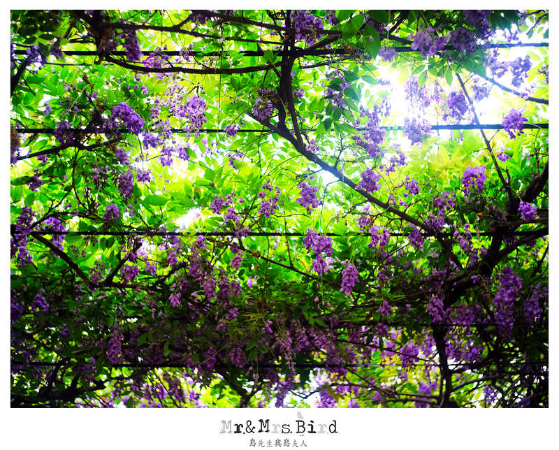 2017 04 19 164530 【都市賞花】台中新社.夢幻紫藤花地毯